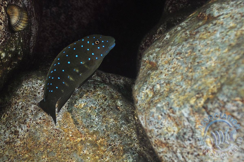 Eretmodus cyanostictus 'Kala Island'